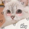 Anime And Cats 7