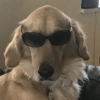 Animalitos con gafas 16