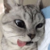 Animais fofos 5