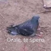 Orale, te spero.