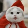 😻Gatitos Navideños🎄 13