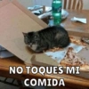 Dilo con Michis pt.2🐱🤍 7