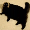 Gatitos Random #10 7