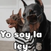 Peyitos Bonitos❤️🐕 22