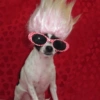 Animalitos con gafas 29