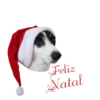 CatiPanda1 10