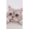 Anime And Cats 13