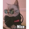 Anime And Cats 8