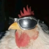 Animalitos con gafas 13