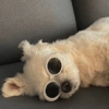 Animalitos con gafas 18