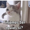 Gatos Cura Depresión😎🙀MEMES 12
