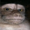 ShitPost Chat 20