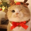 😻Gatitos Navideños🎄 12
