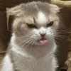 Animais fofos 6