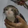 Michis sad y enojados 14