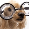 Animalitos con gafas 22