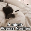 Gatitos Shitposting 2 6