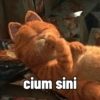 cium sini
