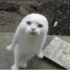 RANDOM DE GATITOS😳😂 12