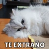 Michis Para ti pt.4🐱❤️ 3