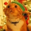 😻Gatitos Navideños🎄 9