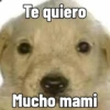 Te quiero
Mucho mami