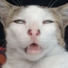 RANDOM DE GATITOS😳😂 14