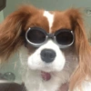 Animalitos con gafas 30