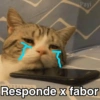 Gatitos Shitposting 2 13