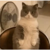 Gatitos Reacciones 🙀 9