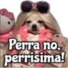 Memes de Perros 2🐶😂 7