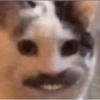 RANDOM DE GATITOS😳😂 10