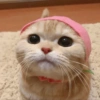 Gatitos Reacciones 🙀 14