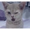 Animais fofos 4