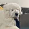 Animalitos con gafas 26