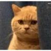 Gatitos Reacciones 🙀 10