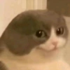 RANDOM DE GATITOS😳😂 9