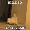 Dilo con Michis pt.2🐱🤍 8
