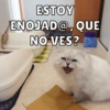 Michis Para ti pt.4🐱❤️ 9