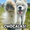 CHÓCALAS!
@Giseelove Stickers