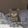Gatitos Shitposting 2 20