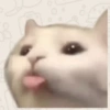 Gatitos Reacciones 🙀 16