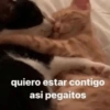quiero estar contigo
asi pegaitos