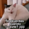 Gatitos Shitposting 2 14