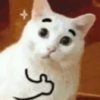 Gatitos Reacciones 🙀 15