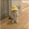 Mood Gatitos😎🐱 14