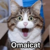 Gatitos Shitposting 2 25
