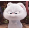 Coelhinho pets 8