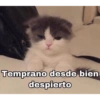 Dilo con Michis pt.2🐱🤍 10