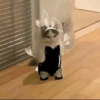 Mood Gatitos😎🐱 10